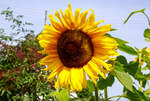 Eine der vielen prächtig blühenden Sonnenblume in unserem Garten.