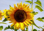 Eine der vielen prächtig blühenden Sonnenblume in unserem Garten.
Herdorf am 24.08.2023
