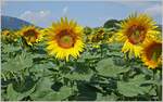 Sonnenblumen leuchten in der Sonne
(04.07.2022)