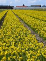 Bald ist es wieder Fr�hling und sieht es hier in Holland so aus.