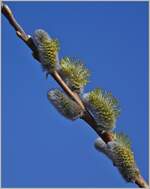 Weidenkätzchen in der Blüte
(09.03.2022)