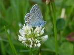 Darf ich mich vorstellen, mein Name ist Hauhechel-Bl�uling.