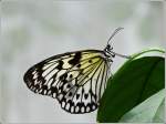 Eine Wei�e Baumnymphe im Jardin des Papillons in Grevenmacher.