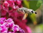 Und es wird doch langsam Sommer: Ein Taubenschw�nzchen in Nachbars Garten.