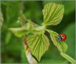 Modelsitzung eines Marienk�fer  (15.06.2013)