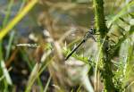Eine Libelle h�lt f�r einen kurzen Augenblick still.