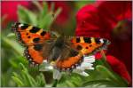 Kleiner Fuchs auf einer Bl�te  (10.07.2013)