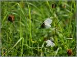 Tanz der Schmetterlinge  (03.08.2013)