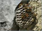 Emsig bauen diese Wespen an ihrem Nest.