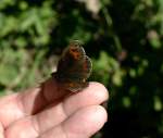 Dieser Schmetterling liess sich gem�tlich auf meinem Finger nieder und wollte gar nicht mehr weg.