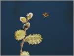 Fleissiges Bienchen  (19.03.2014)