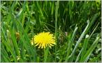 Hallo wo bin ich? Ein Bienchen spielt verstecken.