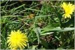 Von Blume zu Blume...