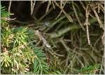Beinahe nicht zu sehen: eine Schnake in der Hecke.