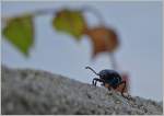 Ein Blatthornkäfer spaziert gemütlich auf einer Mauer entlang.