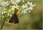 In den Fängen der Veränderlichen Krabbenspinne ( Misumena vatia) Diese Spinne ist wie ein Chamäleon.