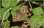 Eine Schmetterling Namens Waldbrettspiel (Parage aegeria)  (21.04.2017)