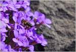 Emsige Biene  (06.04.2015)