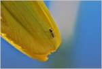Die frische Morgenluft lässt die Mücke pausieren  (06.04.2018)
