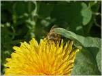 Im Blindflug zur nächsten Blüte  (14.04.2018)