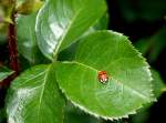 Ein Marienk�fer auf einem Rosenblatt  (07.06.2010)