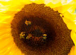 Eine der vielen prächtig blühenden Sonnenblume in unserem Garten.