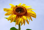 Eine der vielen prächtig blühenden Sonnenblume in unserem Garten.