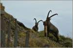 W�hrend der eine Steinbock das Salz geniesst, bobachtet der andere aufmerksam die Umgebung.