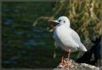 Eine M�we sagt Hallo  (28.09.2012)