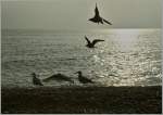 Im milden Klima der englischen S�dk�ste tummelt sich in Brighton so manches Federvieh...
