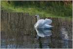 Der Schwan geniesst die warmen Sonnenstrahlen.
