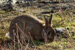 Frohe Ostern w�nschen Hans und Jeanny.
