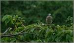 Der st�ndige Regen ist diesem Vogel zuviel, frustriert suchte er nach einem trockenes Platz.