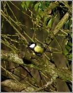 Eine Kohlmeise auf Futttersuche am 15.01.2012.