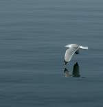 Flug �ber den See  (Oktober 2008)