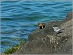 Ein kleiner Schwatz am Ufer des See's...