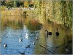Im St James Park in London gab es schwarze Schw�ne zu sehen (und nach l�ngerem Warten auch zu fotografieren.)  14.11.2012