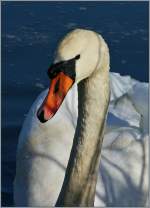 Unter Beobachtung: Dieser Schwan liess mich nicht aus den Augen.