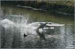 Ein Schwan im Landeanflug.