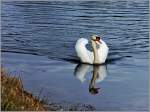 Auch der Schwan sp�rt den nahenden Fr�hling.