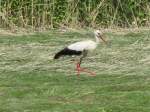 Wei�storch auf der Wiese