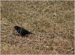 Wer stört denn da? Neugierig beobachtet die Amsel die Fotografen.