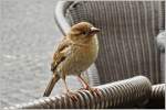 Ein Spatz in Rom...