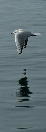 Eine M�we und ihr Spiegelbild.