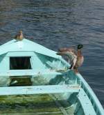 Achtung jetzt komm ich!  (Juni 2008)