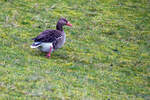 Eine Graugans (Anser anser) am Deich auf der Ostfriesischen Inseln Wangerooge am 12 März 2024.

Graugänse zählen zu den häufigsten Wasservögeln und sind, nach der Kanadagans, die zweitgrößte Gänseart in Europa. Sie sind die wilden Vorfahren der domestizierten Hausgänse. Mitteleuropa gilt als die Region, in der diese Gans domestiziert wurde. Hier in Norddeutschland ist einer der Schwerpunkte der Brutgebiete. Graugänse sind sowohl tag- als auch nachtaktiv.
