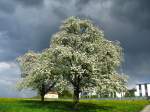 Bluescht  in T�gerwilen.