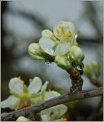 Bl�ten eines Pflaumenbaumes.