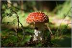 Ein M�nnlein steht im Walde ganz still und stumm...