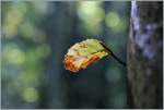Herbstzeit  (02.10.2013)